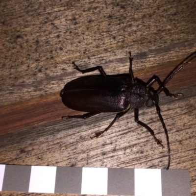 Paroplites australis (Banksia longhorn beetle) at Tathra, NSW - 31 Dec 2018 by Steve Mills