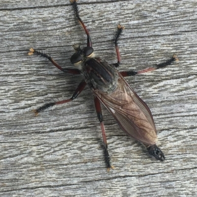 Neoaratus hercules (Herculean Robber Fly) at Tathra, NSW - 1 Jan 2019 by SteveMills