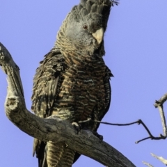 Callocephalon fimbriatum (Gang-gang Cockatoo) at Hughes, ACT - 28 Dec 2018 by BIrdsinCanberra