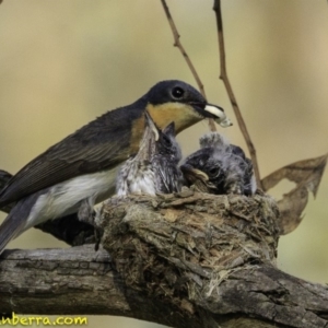 Myiagra rubecula at Deakin, ACT - 29 Dec 2018 08:17 AM