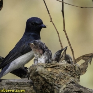 Myiagra rubecula at Deakin, ACT - 29 Dec 2018