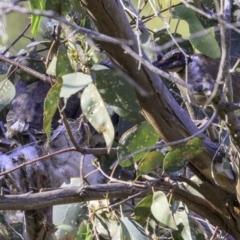 Philemon corniculatus (Noisy Friarbird) at Deakin, ACT - 29 Dec 2018 by JonSteinbeck