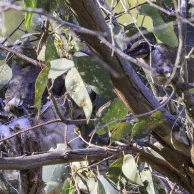 Philemon corniculatus (Noisy Friarbird) at Deakin, ACT - 29 Dec 2018 by JonSteinbeck