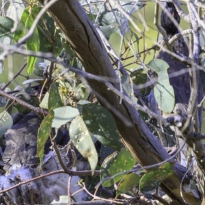 Philemon corniculatus at Deakin, ACT - 29 Dec 2018