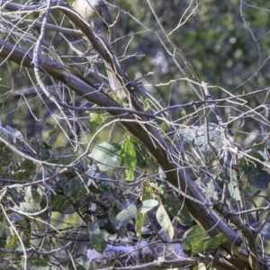 Philemon corniculatus at Deakin, ACT - 29 Dec 2018