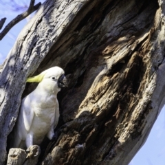 Cacatua galerita (Sulphur-crested Cockatoo) at Deakin, ACT - 28 Dec 2018 by BIrdsinCanberra