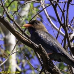 Eurystomus orientalis (Dollarbird) at Hughes, ACT - 28 Dec 2018 by BIrdsinCanberra