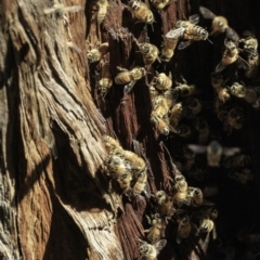 Apis mellifera (European honey bee) at Deakin, ACT - 29 Dec 2018 by JonSteinbeck