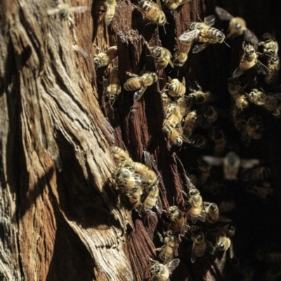 Apis mellifera (European honey bee) at Deakin, ACT - 29 Dec 2018 by JonSteinbeck