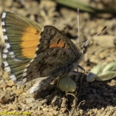 Lucia limbaria (Chequered Copper) at Hughes, ACT - 28 Dec 2018 by BIrdsinCanberra