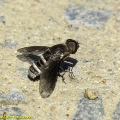 Villa sp. (genus) (Unidentified Villa bee fly) at Hughes, ACT - 29 Dec 2018 by BIrdsinCanberra