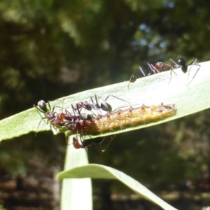 Jalmenus ictinus at Isaacs, ACT - 1 Jan 2019 09:07 AM