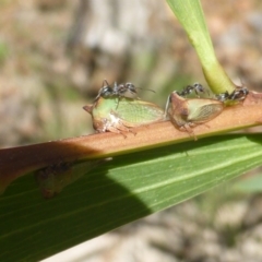 Sextius virescens (Acacia horned treehopper) at Isaacs, ACT - 31 Dec 2018 by Mike