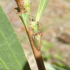 Sextius virescens at Isaacs, ACT - 1 Jan 2019 09:17 AM