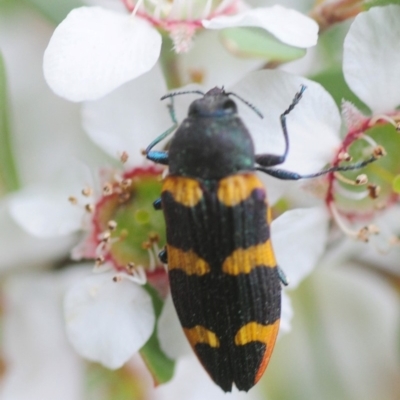 Castiarina interstitialis (A jewel beetle) at Cotter River, ACT - 31 Dec 2018 by Harrisi