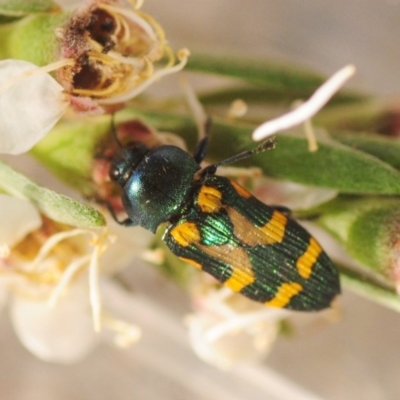 Castiarina flavopicta (Flavopicta jewel beetle) at Lower Cotter Catchment - 1 Jan 2019 by Harrisi