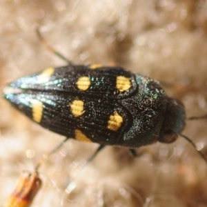 Astraeus (Astraeus) pygmaeus at Majura, ACT - 1 Jan 2019 06:00 PM