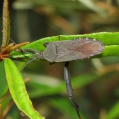 Amorbus sp. (genus) (Eucalyptus Tip bug) at ANBG - 30 Dec 2018 by TimL