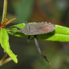 Amorbus sp. (genus) at Acton, ACT - 30 Dec 2018