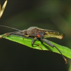 Amorbus sp. (genus) at Acton, ACT - 30 Dec 2018