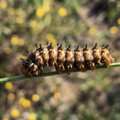 Junonia villida (Meadow Argus) at Googong, NSW - 1 Jan 2019 by Wandiyali