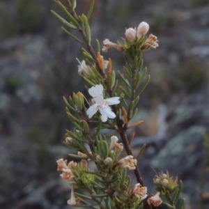 Westringia eremicola at Tuggeranong DC, ACT - 1 Nov 2018