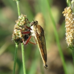 Colepia ingloria (A robber fly) at Paddys River, ACT - 2 Jan 2019 by SandraH