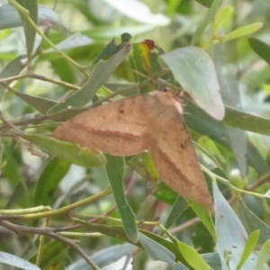 Anthela nicothoe at Cotter River, ACT - 1 Jan 2019