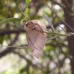 Anthela nicothoe at Cotter River, ACT - 1 Jan 2019