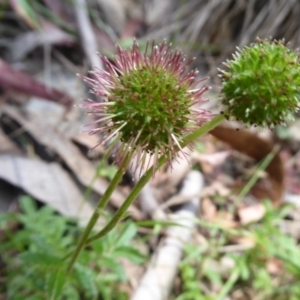 Acaena novae-zelandiae at Cotter River, ACT - 1 Jan 2019