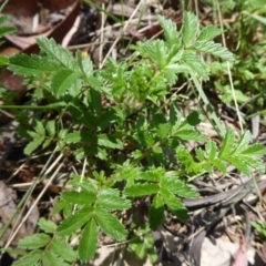 Acaena novae-zelandiae at Cotter River, ACT - 1 Jan 2019