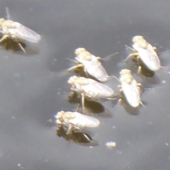 Ephydridae (family) (Shore Flies) at Fyshwick, ACT - 30 Dec 2018 by Christine