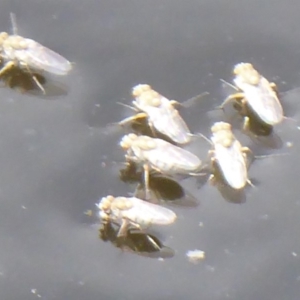 Ephydridae (family) at Fyshwick, ACT - 30 Dec 2018 10:47 AM