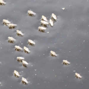 Ephydridae (family) at Fyshwick, ACT - 30 Dec 2018 10:47 AM