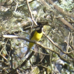 Falcunculus frontatus (Eastern Shrike-tit) at Namadgi National Park - 30 Dec 2018 by Christine