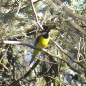 Falcunculus frontatus at Cotter River, ACT - 31 Dec 2018