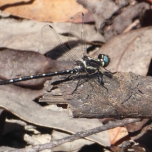 Eusynthemis guttata at Cotter River, ACT - 31 Dec 2018 08:27 AM