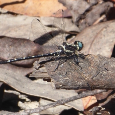 Eusynthemis guttata (Southern Tigertail) at Cotter River, ACT - 30 Dec 2018 by Christine