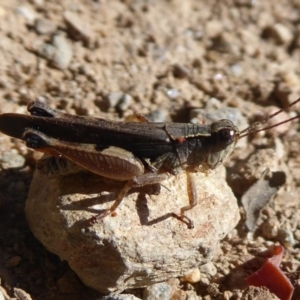 Phaulacridium vittatum at Cotter River, ACT - 31 Dec 2018