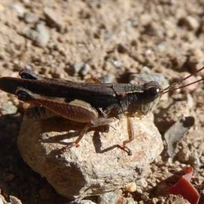 Phaulacridium vittatum (Wingless Grasshopper) at Cotter River, ACT - 30 Dec 2018 by Christine