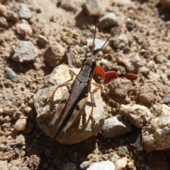 Phaulacridium vittatum at Cotter River, ACT - 31 Dec 2018