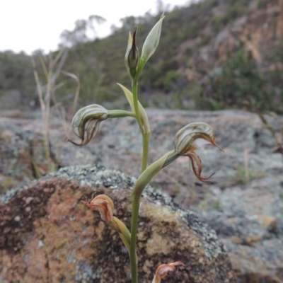 Oligochaetochilus hamatus (Southern Hooked Rustyhood) at Tuggeranong DC, ACT - 1 Nov 2018 by michaelb