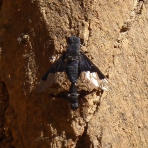 Balaana sp. (genus) at Cotter River, ACT - 31 Dec 2018 09:35 AM