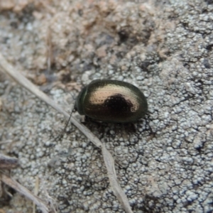 Chrysolina quadrigemina at Tuggeranong DC, ACT - 1 Nov 2018