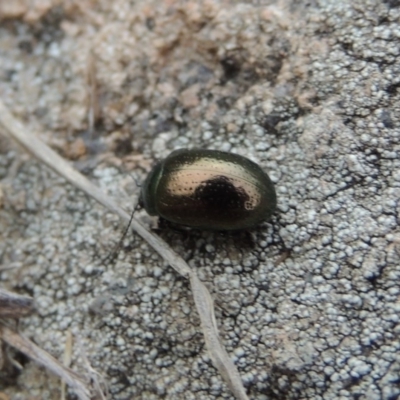 Chrysolina quadrigemina (Greater St Johns Wort beetle) at Bullen Range - 1 Nov 2018 by michaelb