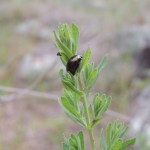 Chrysolina quadrigemina at Tuggeranong DC, ACT - 1 Nov 2018