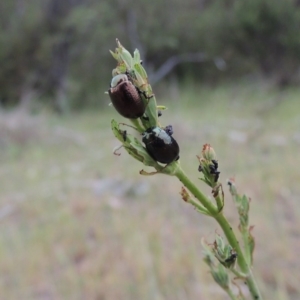 Chrysolina quadrigemina at Tuggeranong DC, ACT - 1 Nov 2018