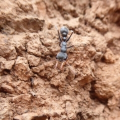 Myrmecia sp., pilosula-group (Jack jumper) at Cotter River, ACT - 31 Dec 2018 by Christine