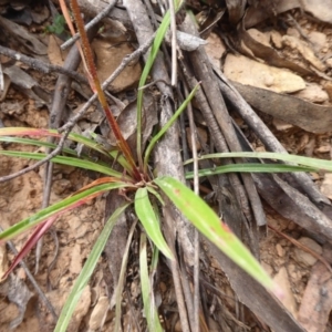 Stylidium montanum at Cotter River, ACT - 31 Dec 2018