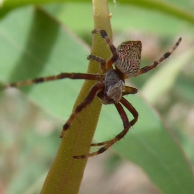 Araneinae (subfamily) (Orb weaver) at Cotter River, ACT - 30 Dec 2018 by Christine